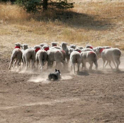 Sheepdogs　